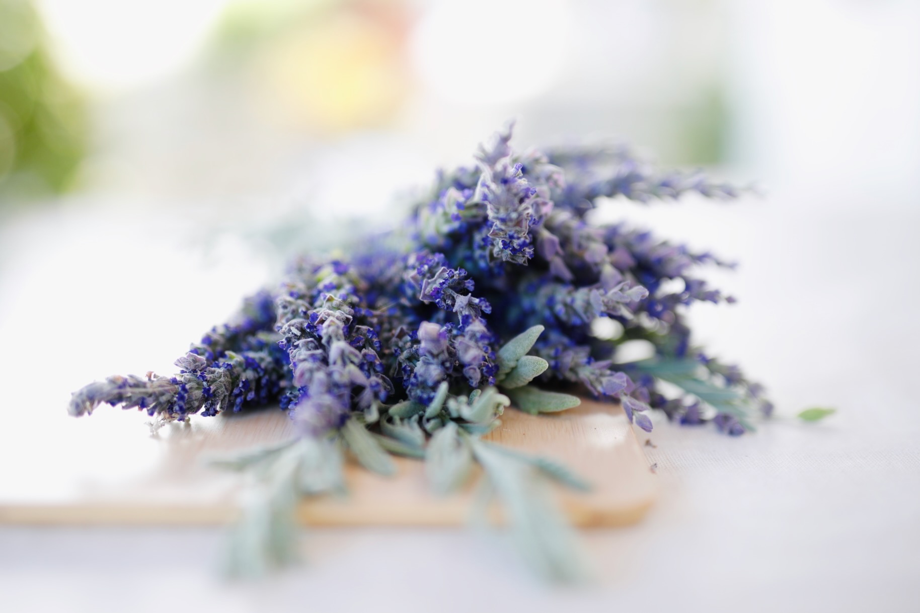 Lavendel