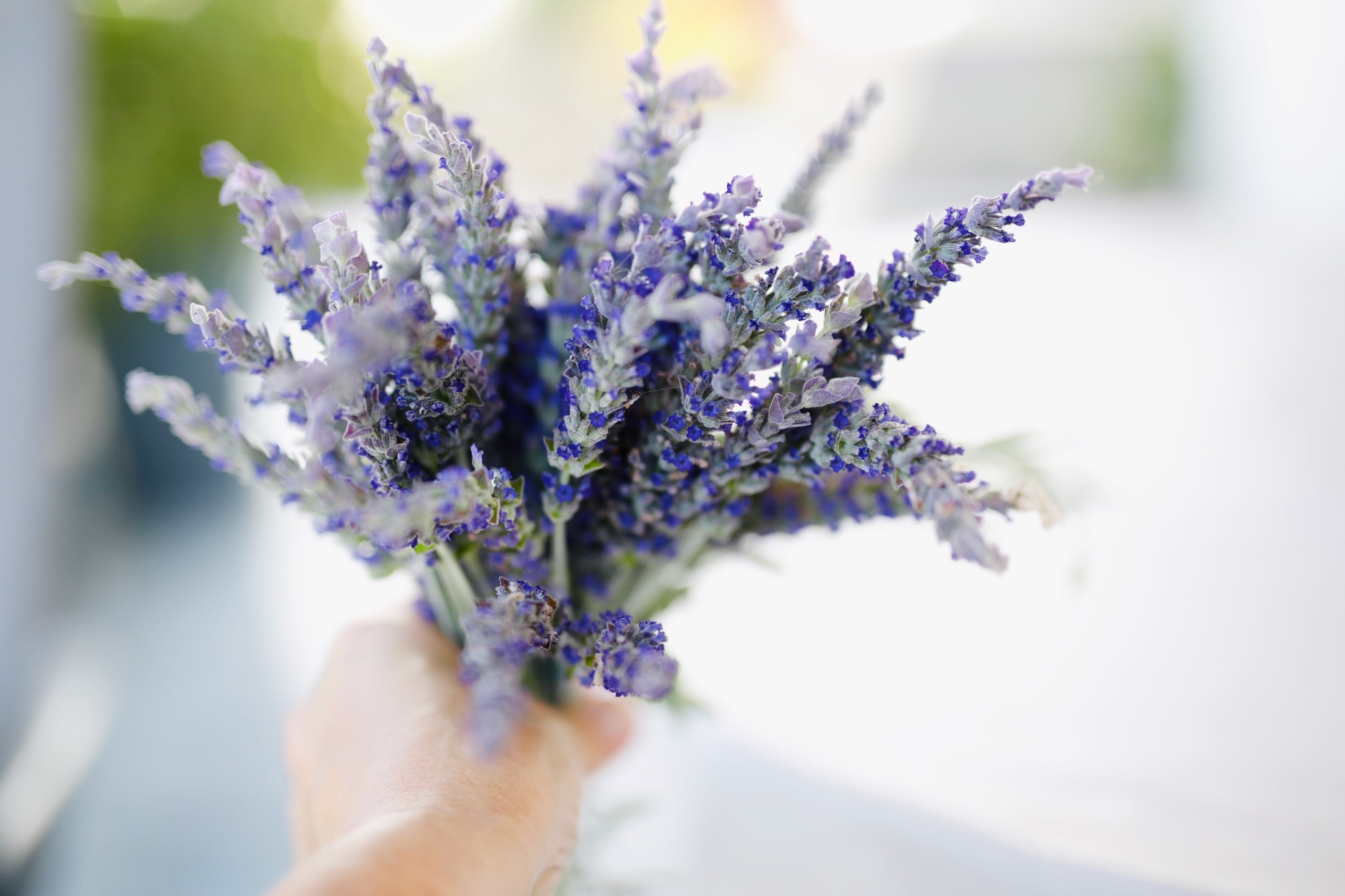 Lavendel